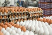 فاصله وعده تا اجرا در بازار مرغ و تخم‌مرغ
