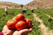 وابستگی 98 درصدی کشور به بذر هیبرید وارداتی
