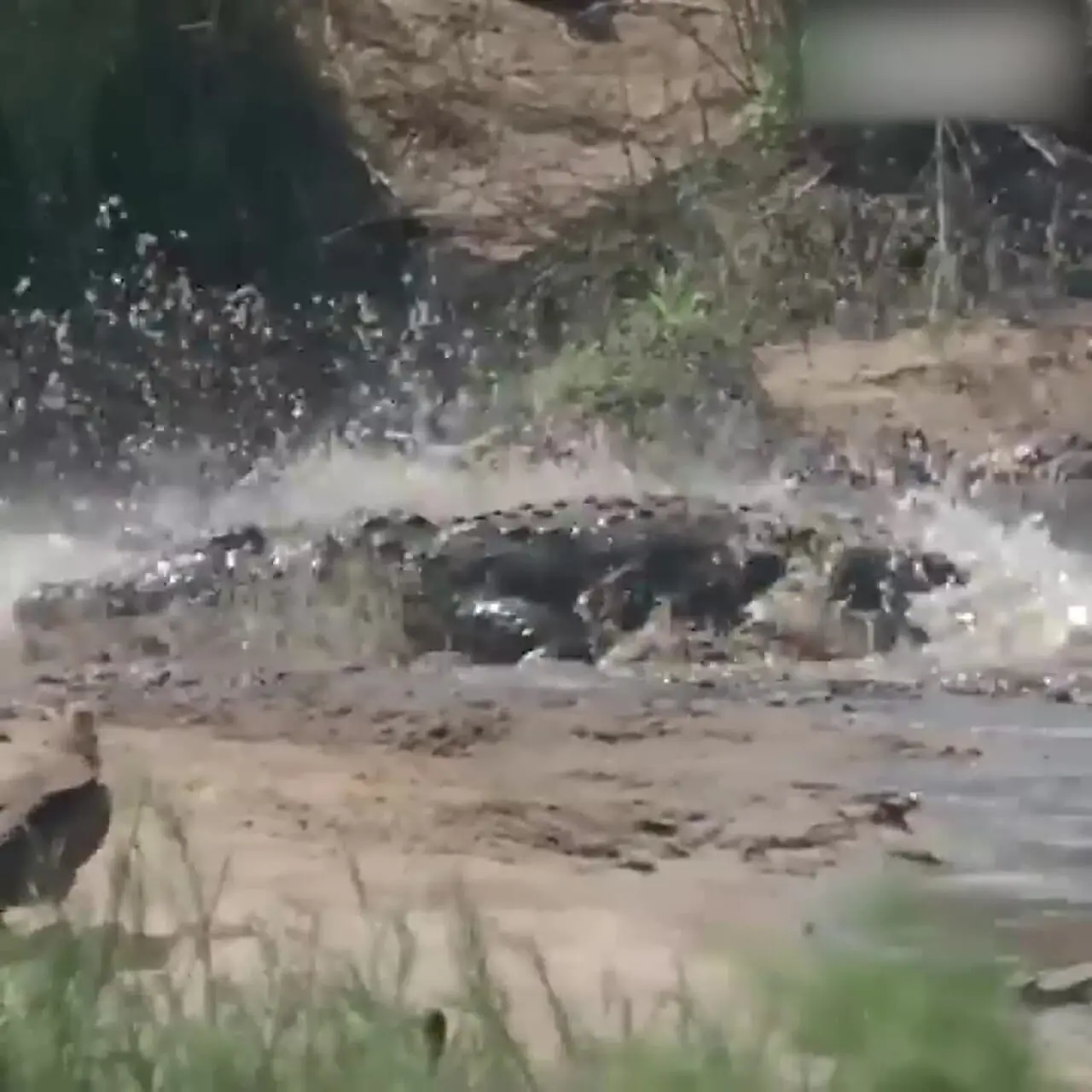 فیلم حرکت دیدنی تمساح‌ها موقع درگیری