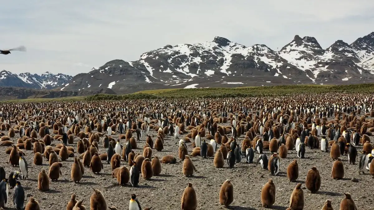 شنیدن زندگی در حیات‌وحش؛ صدای همهمه هزاران پنگوئن ثبت شد + فیلم