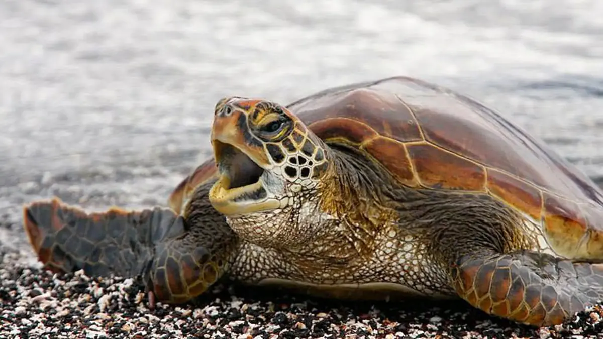 ویدیویی کم‌سابقه از حیات‌وحش؛ شکار بچه لاک‌پشت توسط خرچنگ + فیلم