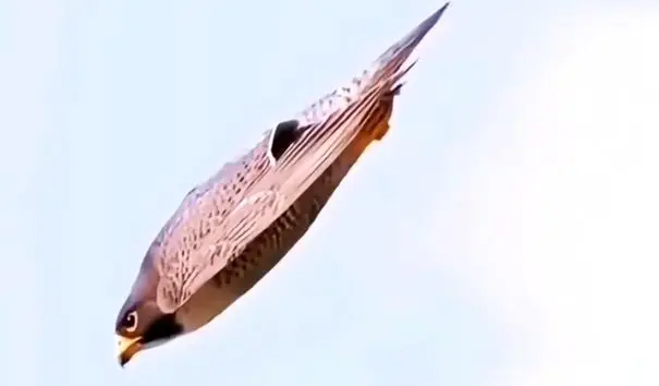 وقتی شاهین شیرجه می‌زند؛ حمله‌ای مرگبار با سرعت گلوله + فیلم