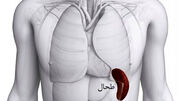 علت بزرگ شدن طحال چیست؟ / جدول و درمان