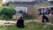 فیلم درگیری شدید دو گوریل در باغ وحش