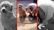 فیلم کمک یک سگ به صاحب خود برای شستن سر