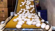 قیمت جدید تخم‌ مرغ اعلام شد