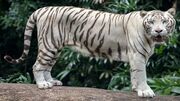رازهای جالب و کمتر شنیده شده در مورد ببر سفید