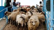قبل از ذبح دام این نکات را بخوانید