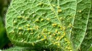 دیگر شته به خانه شما راه پیدا نمی‌ کند! معرفی قاتل‌ های حرفه‌ ای (از سیر تا روغن چریش)