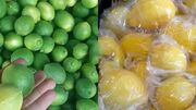 لیمو شیرازی با لیمو سنگی چه فرقی دارد؟