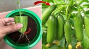 آموزش کامل کاشت خیار در گلدان، باغچه و مزرعه از بذر تا برداشت / سوالات متداول