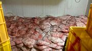 برخورد قاطع با صید و قاچاق کوسه‌ماهیان در خلیج فارس؛ جریمه‌های سنگین در انتظار متخلفان