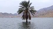 تصویر نخلی که میان سیلاب بوشهر تک و تنها استوار ایستاد