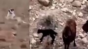 فیلم / به این سگ ایرانی باید مدال قهرمان داد / روایت شنیدنی چوپان از سگ گله برای مراقبت از گوسفندها