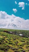 فیلم / اسب های وحشی و بهار در دامنه کوهستان ساوالان مشگین شهر
