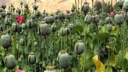 هیچ مجوزی برای کشت گیاهان مخدر صادر نشده است