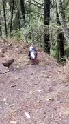 تشدید نظارت‌ها بر جابه‌جایی حیات‌وحش در شبکه حمل‌ونقل کشور