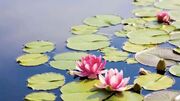 جشن نیلوفر چیست؟