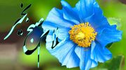 جملات سلام صبح بخیر امروز + فیلم