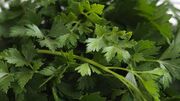 بررسی درستی و نادرستی خواص جعفری