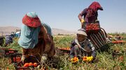 عکس / خلاقیت استثنایی کشاورز تبریزی: پیوند زدن درخت گردویی که حماسه ساخت