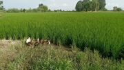 اردک‌ ها به کمک شالیکاران آمدند؛ تجربه‌ ای نو برای تولید برنج سالم در جویبار