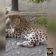 شکوه بقا؛ «اَرَس» تنها پلنگ باغ‌وحش مشهد، پیروز میدان زندگی+ فیلم