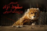 کالبدشکافی سقوط آزاد یوزپلنگ آسیایی / ۲۷ جان در برابر بی‌تدبیری دستگاه ها/ وقتی جاده‌ها، گله‌های غیرمجاز، شترها و خاک‌خوری اعتبارات آخرین سنگر تنوع زیستی را می‌ بلعند