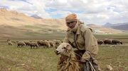 فیلم/ خلاقیت منحصربفرد چوپان برای کنترل گوسفندانش از راه دور حماسه آفرید / این فیلم وایرال شد