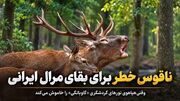 ناقوس خطر برای بقای مرال ایرانی؛ وقتی هیاهوی تورهای گردشگری «گاوبانگی» را خاموش می‌کند + فیلم