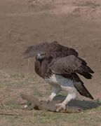 تصاویر دیدنی از شکار بزمجه توسط عقاب جنگی