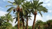 فال درخت سلتیک فردا / 27 شهریور 1405