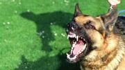 سگ نگهبان یک دختر دانشجو را گاز گرفت + جزییات