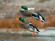 تالابی که در گرمای ۶۰ درجه هنوز زنده است؛ راز ماندگاری هیرم چیست؟