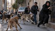 هاری جان ۲۰ نفر را گرفت؛ پشت موج‌های مجازی علیه مهار سگ‌های بی‌صاحب چه کسانی هستند؟