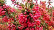 زرشک فقط برای زرشک‌ پلو نیست؛ این ۴ فایده را بشناسید