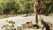 ساماندهی گربه های شهری تهران متولی ندارد! / غذارسانی از حمایت به تهدید تبدیل شده است