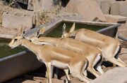سرشماری یوز و آهو در میاندشت زودتر آغاز شد