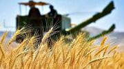 زنگ خطر کاهش کشت گندم به صدا درآمد / قیمت خرید تضمینی هنوز نهایی نشده است