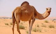 شترهای سفید صمانه؛ جاذبه‌ای متفاوت در جنوب ایلام برای توسعه دامپروری