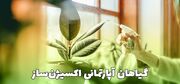 گیاهان آپارتمانی اکسیژن‌ساز