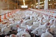 شرایط جدید تحویل نهاده‌های دامی به مرغداران اعلام شد