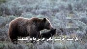 (ویدئو) بازگشت خاکستر مادر خرس‌ها به طبیعت؛ هزاران نفر برای مرگ او عزاداری کردند