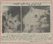 (عکس) سفر به ایران قدیم؛ گربه ایرانی در مسابقات گربه‌ها در لندن اول شد!