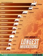 (اینفوگرافی) رتبه‌بندی طولانی‌ترین مهاجرت‌های حیوانات ساکن خشکی
