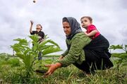 مشخص شدن تاریخ شروع همسان سازی حقوق بازنشستگان صندوق روستاییان