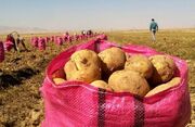 مردم به خرید قسطی سیب زمینی رسیدند/ دولتمردان همچنان تماشاچی تنگدستی مردم!