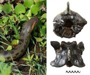 آناکوندای ۱۲ میلیون‌ساله؛ مار غول‌پیکری که هرگز کوچک نشد