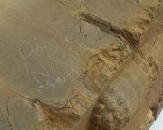 یادگارنویسی تازه در تخت جمشید؛ وندال‌ها چگونه به دروازه ملل رسیدند؟