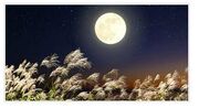 کاشت برنج در خاک ماه / نوآوری جدید ژاپنی‌ها